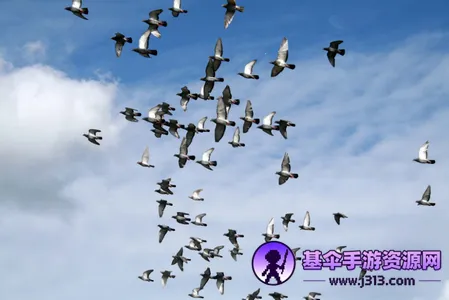 �����2026�ٷ�����