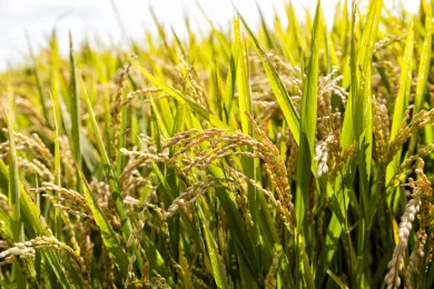 春耕(农业服务平台) 春耕(农业服务平台)